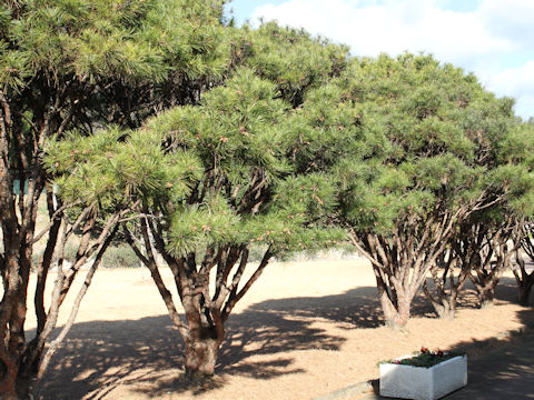 Pinus densiflora f. umbraculifera