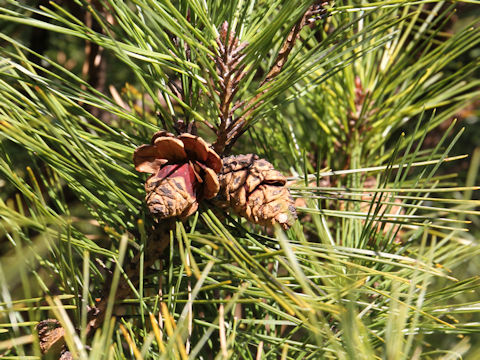 Pinus densiflora f. umbraculifera