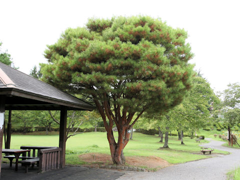 Pinus densiflora f. umbraculifera