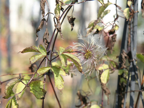 Clematis lasiandra