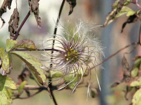 Clematis lasiandra