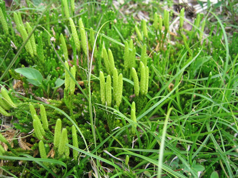 Lycopodium nikoense