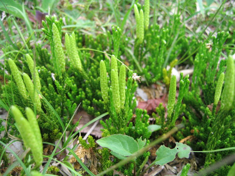 Lycopodium nikoense