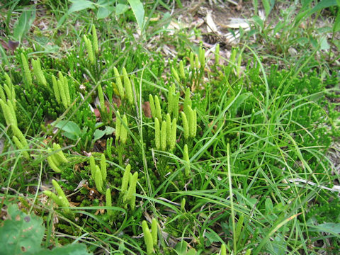 Lycopodium nikoense