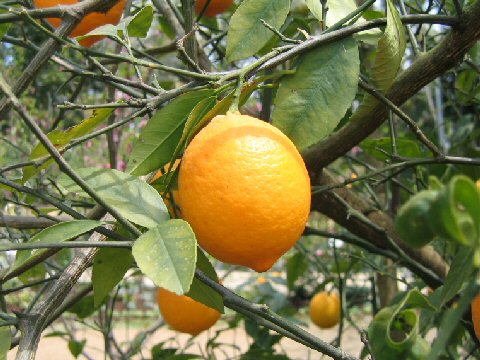 Citrus latifolia