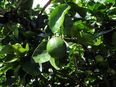 Citrus latifolia