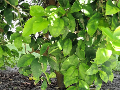 Citrus latifolia