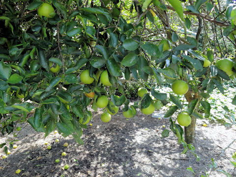 Citrus latifolia