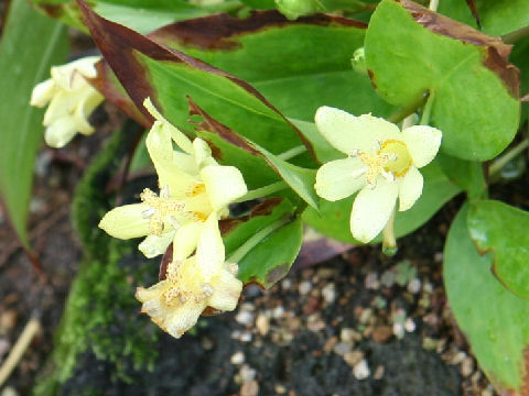 Tricyrtis ohsumiensis