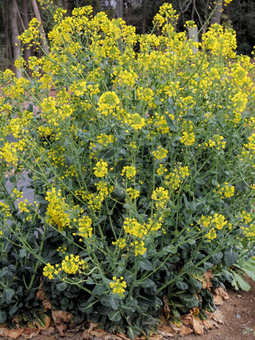 Brassica chinensis var. rosularis