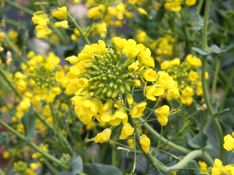 Brassica chinensis var. rosularis