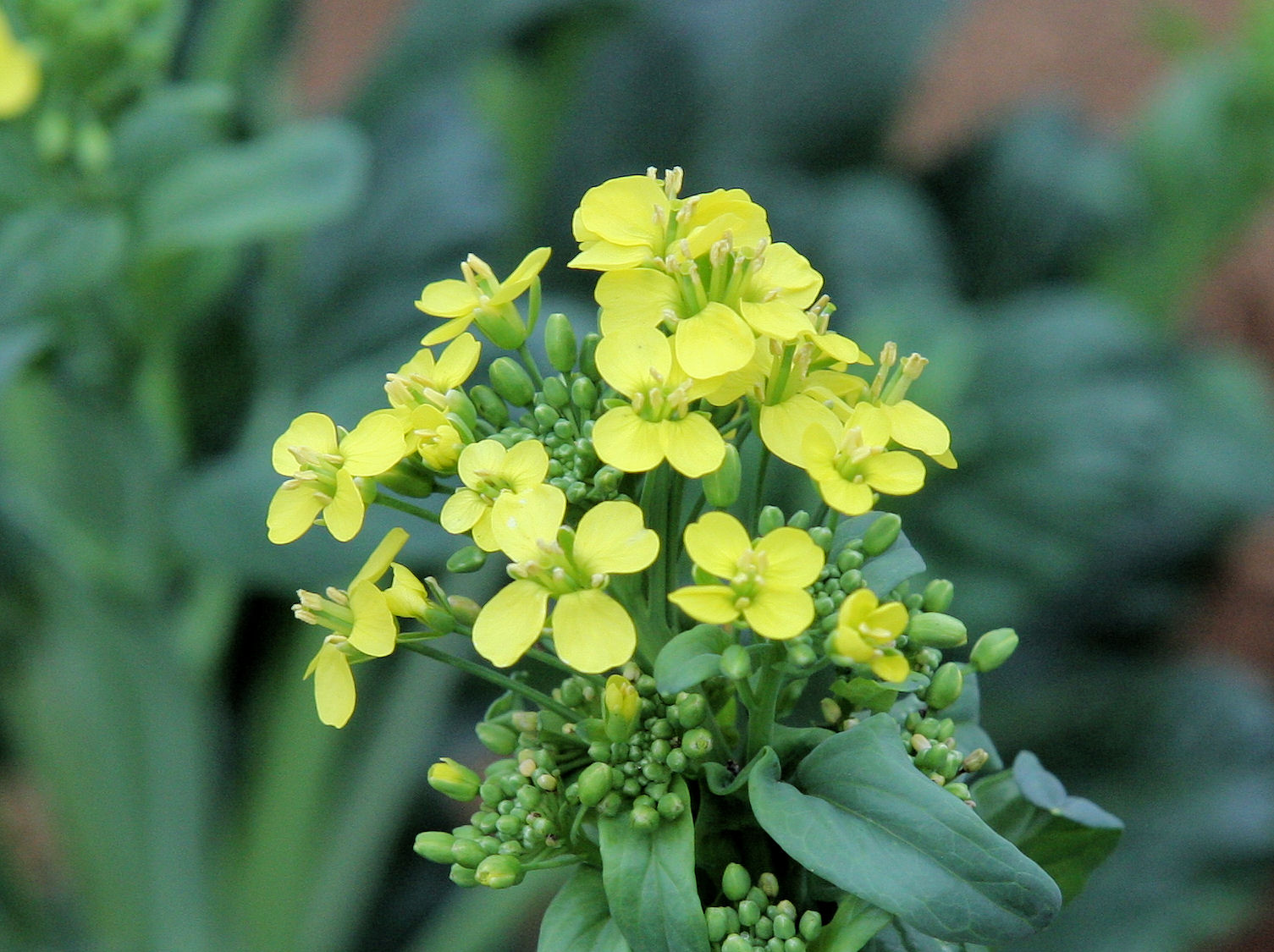 Brassica chinensis var. rosularis