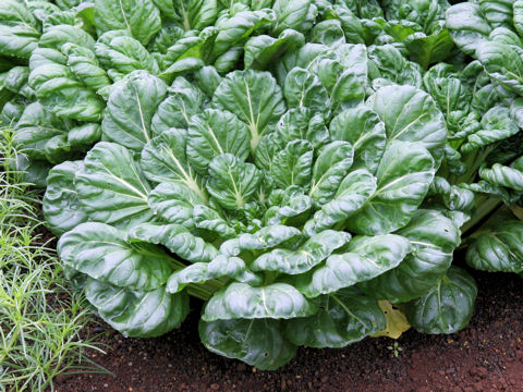 Brassica chinensis var. rosularis