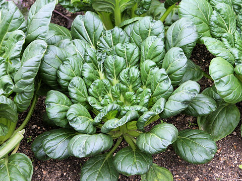 Brassica chinensis var. rosularis