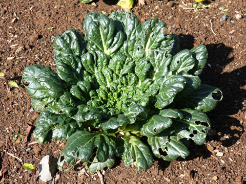 Brassica chinensis var. rosularis