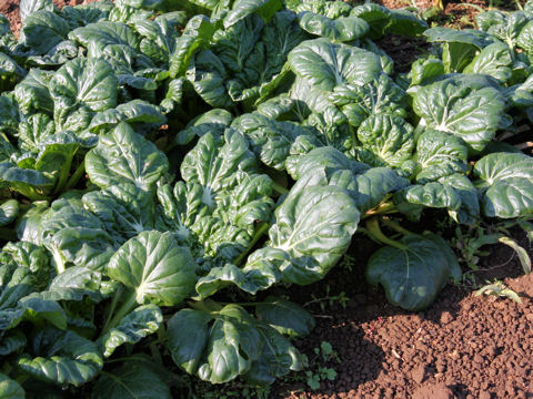 Brassica chinensis var. rosularis