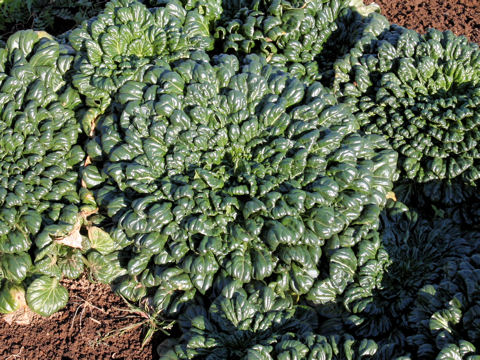 Brassica chinensis var. rosularis