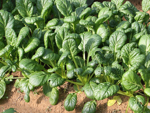 Brassica chinensis var. rosularis