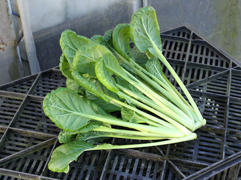 Brassica chinensis var. rosularis