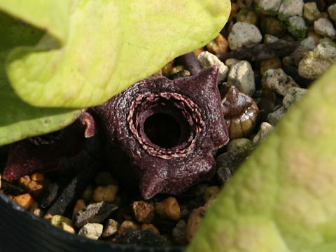 Heterotropa asaroides