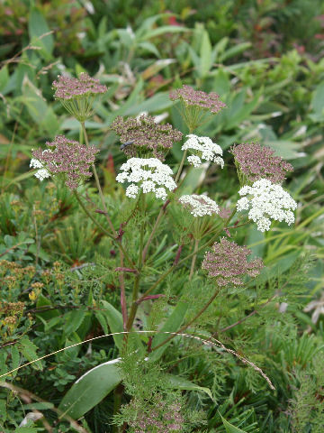 Libanotis coreana var. alpicola