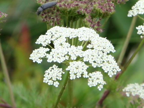 Libanotis coreana var. alpicola