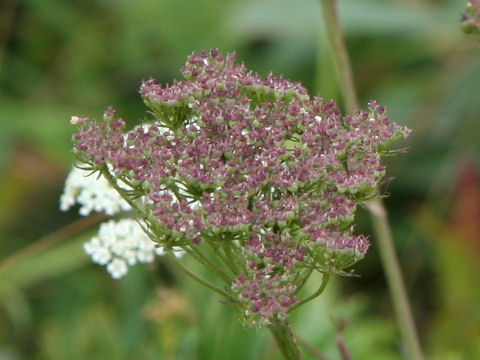 Libanotis coreana var. alpicola