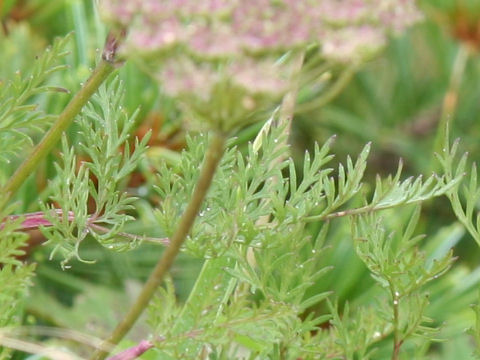 Libanotis coreana var. alpicola