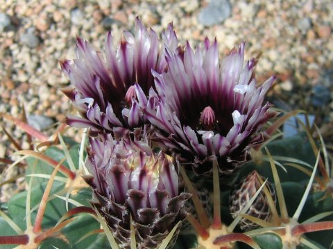 Echinocactus horizonthalonius