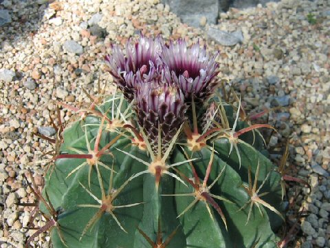 Echinocactus horizonthalonius