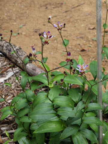 Tricyrtis formosana