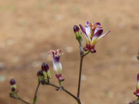 Tricyrtis formosana