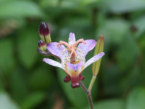 Tricyrtis formosana