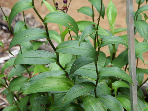 Tricyrtis formosana