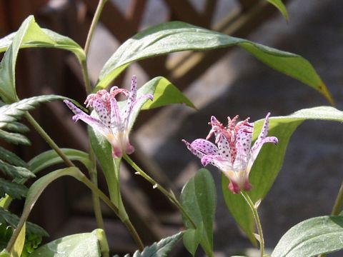 Tricyrtis formosana