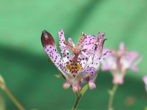 Tricyrtis formosana