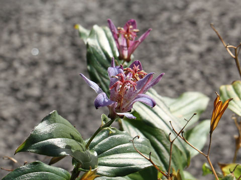 Tricyrtis formosana