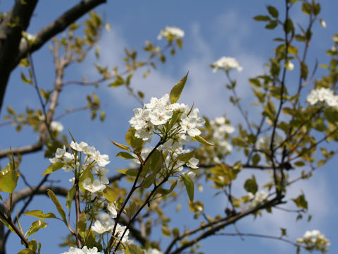 Pyrus kawakamii