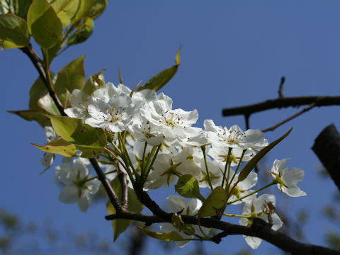 Pyrus kawakamii