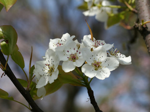 Pyrus kawakamii