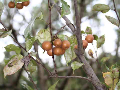 Pyrus kawakamii