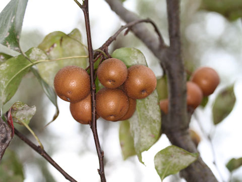 Pyrus kawakamii