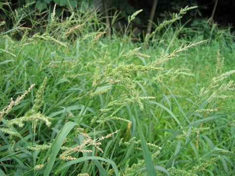 Echinochloa oryzicola