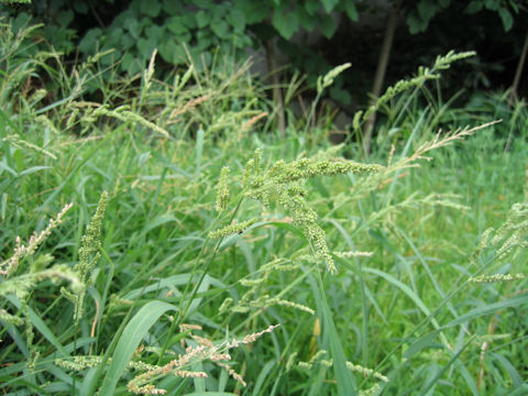 Echinochloa oryzicola