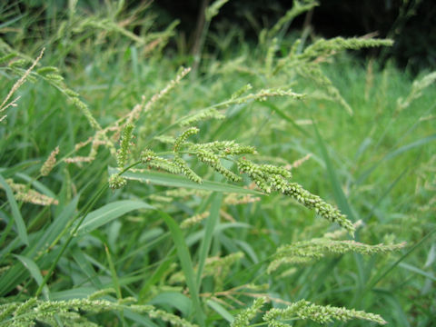 Echinochloa oryzicola