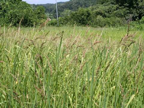 Echinochloa oryzicola