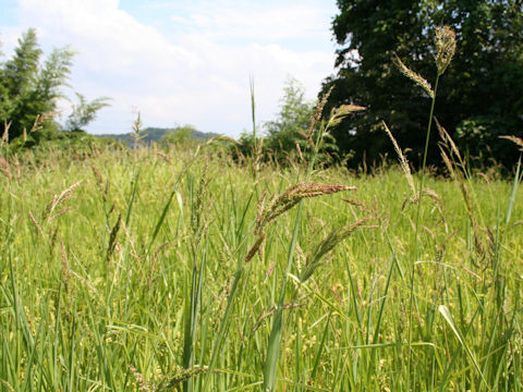 Echinochloa oryzicola