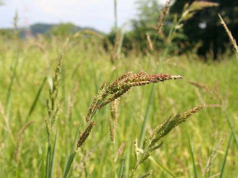 Echinochloa oryzicola