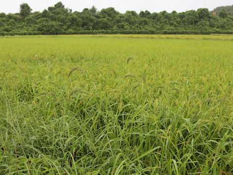 Echinochloa oryzicola