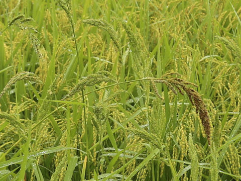 Echinochloa oryzicola